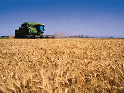 PARAGUAY AUMENTA EN 220% SUS EXPORTACIONES DE TRIGO AL BRASIL