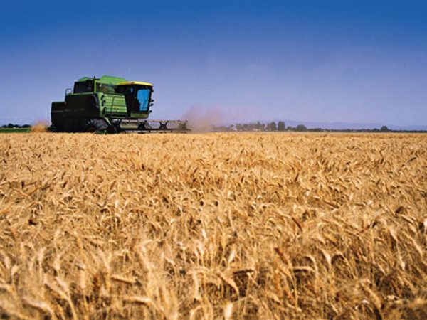 PARAGUAY AUMENTA EN 220% SUS EXPORTACIONES DE TRIGO AL BRASIL