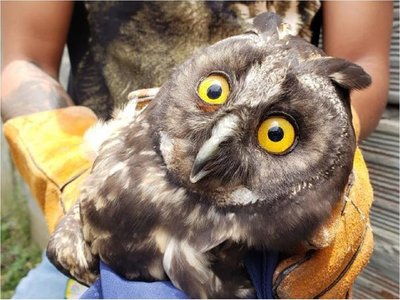 Sacrifican a búho en peligro de extinción que fue apedreado