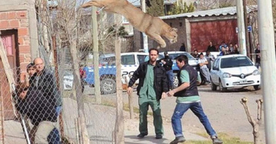 Tremendo susto por un puma que quería para su casa