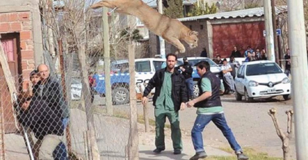 Tremendo susto por un puma que quería para su casa
