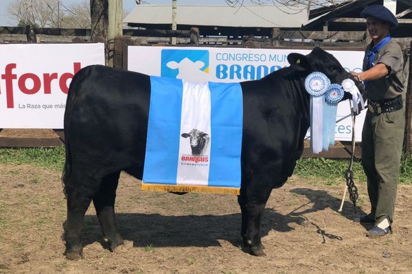 En la Rural de Corrientes Argentina eligieron las mejores hembras Brahaman, Brangus y Braford