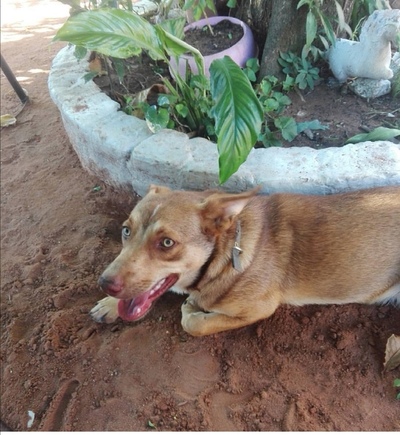 ﻿Tobi está perdido en San Lorenzo » Ñanduti