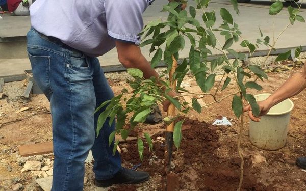 Concejal hace «marketing» plantando tajy