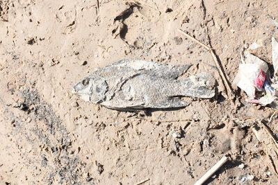 Mades: peces muertos en el Mburicaó es por exceso de basura