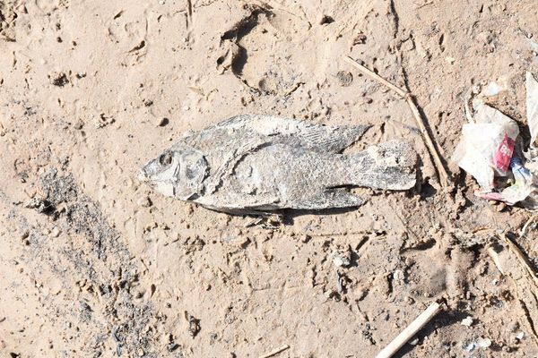 Mades: peces muertos en el Mburicaó es por exceso de basura