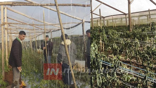 LA MUNICIPALIDAD DE TOMÁS R PEREIRA ENTREGA SEMILLAS A HORTICULTORES AFECTADOS POR LAS HELADAS