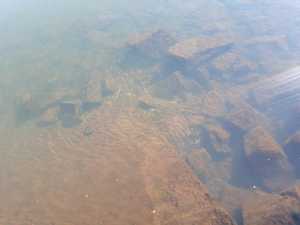 Hallan gran cantidad de vainillas servidas en aguas del río Paraná