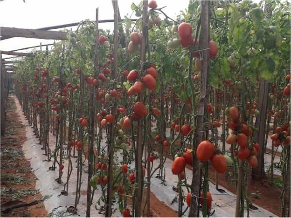 Tomateros se encuentran acogotados por contrabando