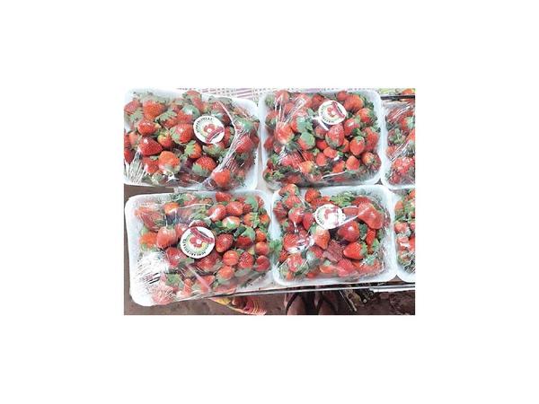 En Ybycuí desafían a dinastía de la frutilla