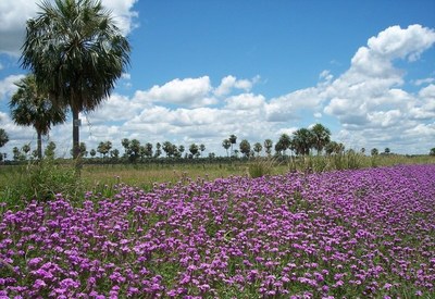 Agradable clima para el fin de semana - ADN Paraguayo
