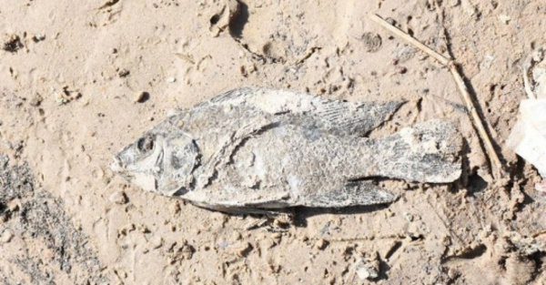 Los peces del Mburicaó omano por contaminación