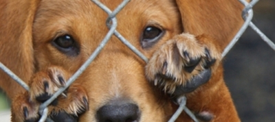 Día Internacional del Animal Sin hogar: ¿Qué puedes hacer tú para ayudarlos? » Ñanduti