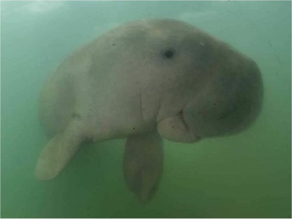 Muere una cría de sirenio tras ingerir plástico en Tailandia