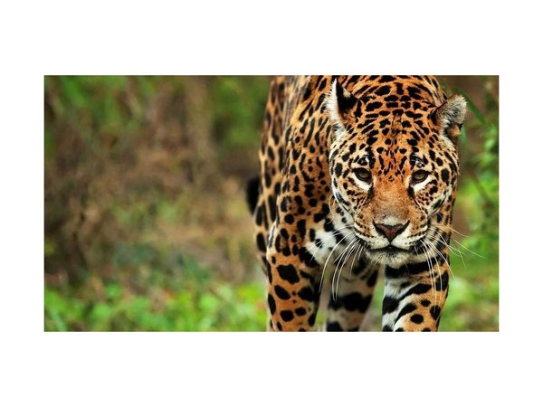 Jaguarete causa temor en Yatytay