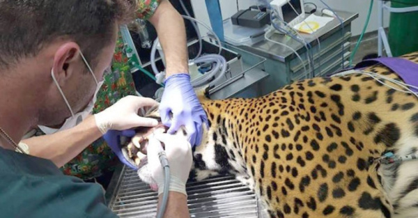 Bota, el jaguarete que fue al dentista