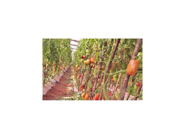 Tomateros están desesperados porque no pueden vender