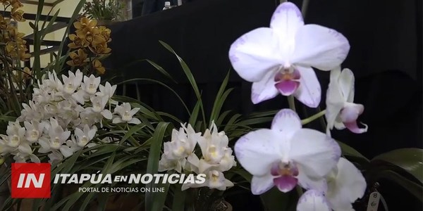 PIRAPÓ: LA CAPITAL DE LAS ORQUÍDEAS PREPARA UNA GRAN FIESTA