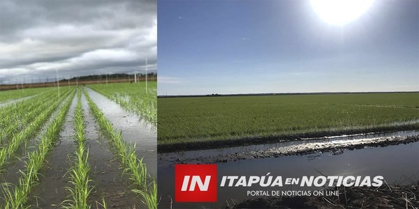 SIEMBRA DE ARROZ A GRAN ESCALA PUEDE REACTIVARSE EN ITAPÚA