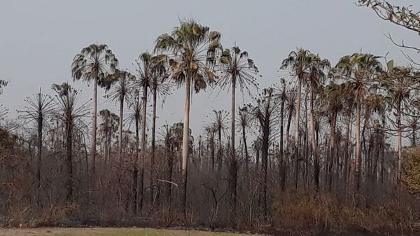 Incendio en el Pantanal: Unas 21.000 hectáreas fueron consumidas - Nacionales - ABC Color