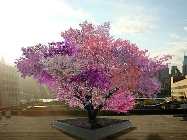 El increíble árbol que da 40 tipos de frutos - Estilo de vida - ABC Color