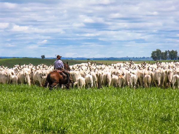 La faena de bovinos registró una caída del 13,2% hasta julio