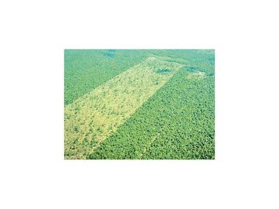 Bosques tropicales, un pulmón que está perdiendo el aliento