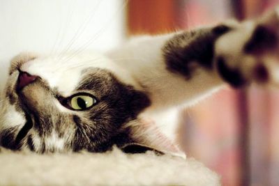 Enseñando al gato a comportarse mejor - Mascotas - ABC Color