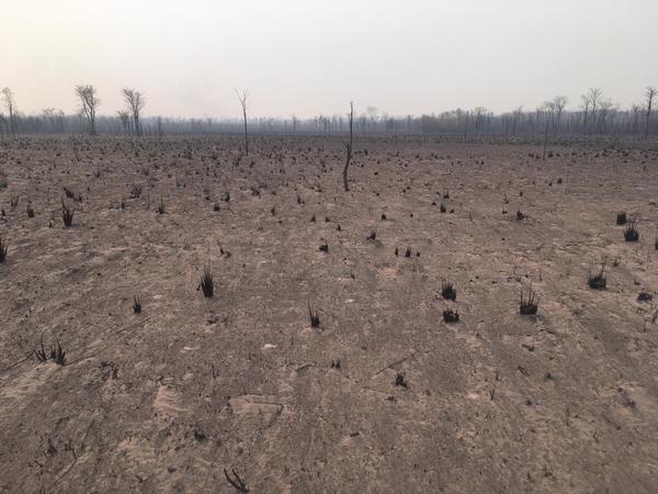 Grandes pérdidas tras incendio Forestal en la Reserva Pantanal Paraguayo