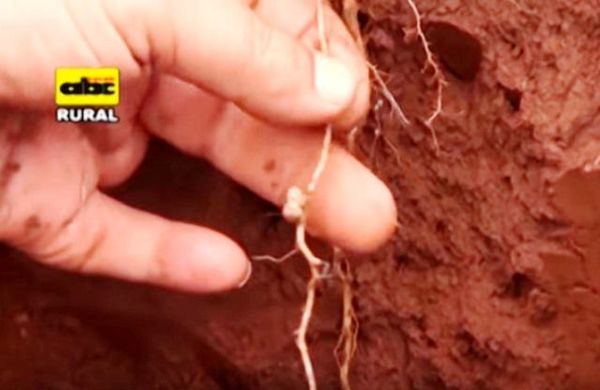 Uso de silicato de potasio en soja - ABC Rural - ABC Color