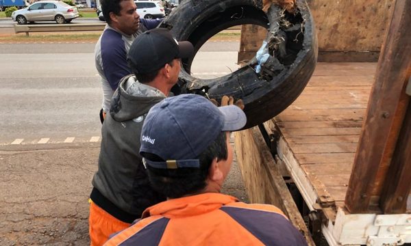 Recogen gran cantidad de neumáticos arrojados al costado de la ruta 7