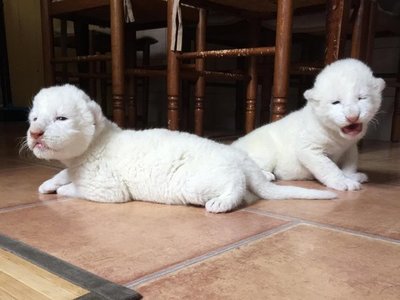 Nala y Simba, los cachorros de león blanco que nacieron en Francia