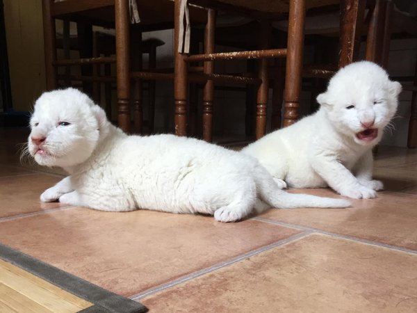 Nala y Simba, los cachorros de león blanco que nacieron en Francia