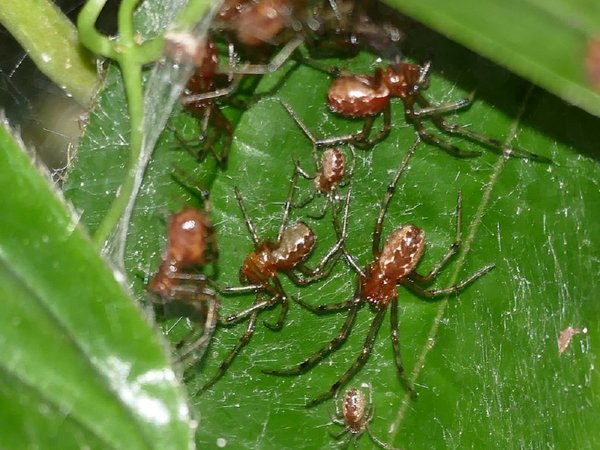 Los ciclones tropicales favorecen a las colonias de arañas agresivas