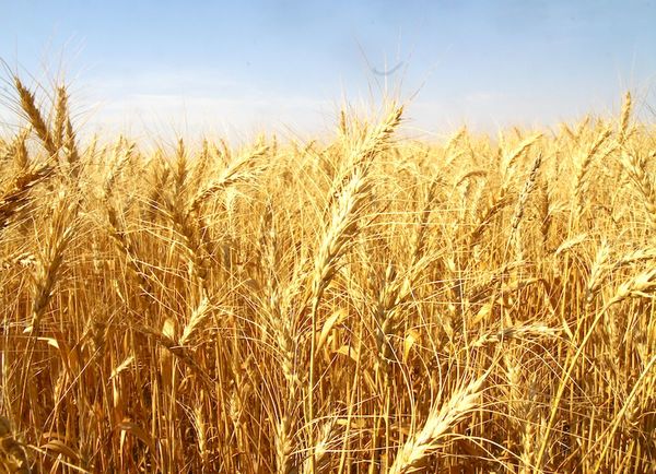 El trigo está expectante ante un desarrollo variable