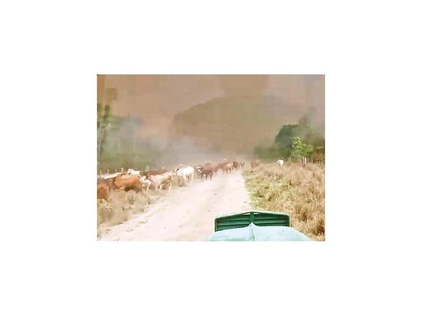 Pantanal: Ganaderos buscan salvar su hacienda del fuego