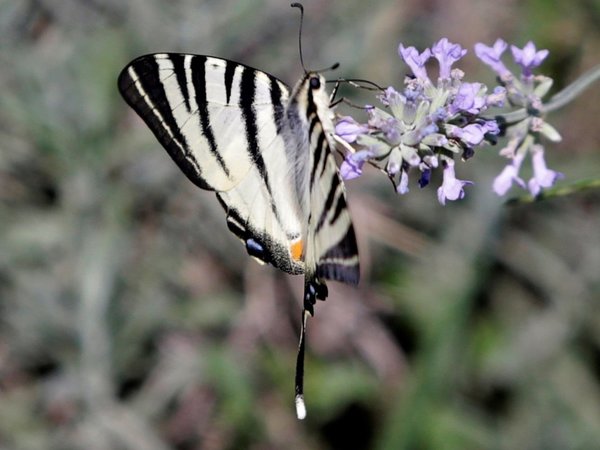 Las alas de mariposa albergan un revolucionario método antifalsificación