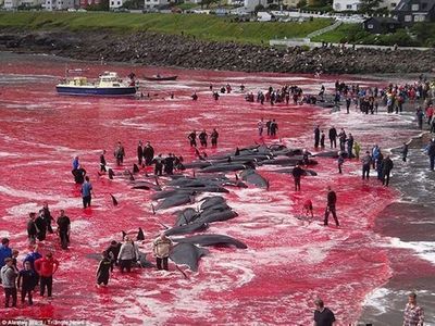 Bolsonaro se equivoca con caza de ballenas y la red ríe