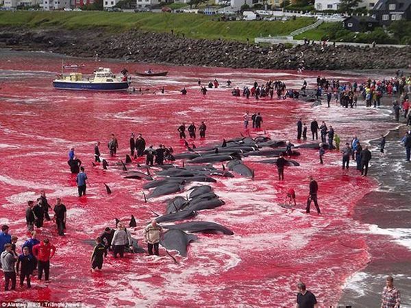Bolsonaro se equivoca con caza de ballenas y la red ríe