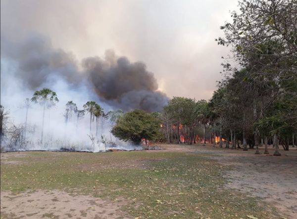 Abren los portones para que el ganado salga del campo y se salve del incendio en la zona de Alto Paraguay