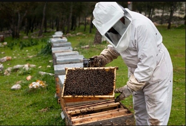 Muerte de abejas en Brasil, un mensaje para la humanidad - ADN Paraguayo