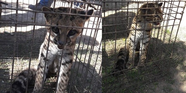 UN GATO TIRICA CAYÓ EN UNA TRAMPA EN PARAGUARÍ.