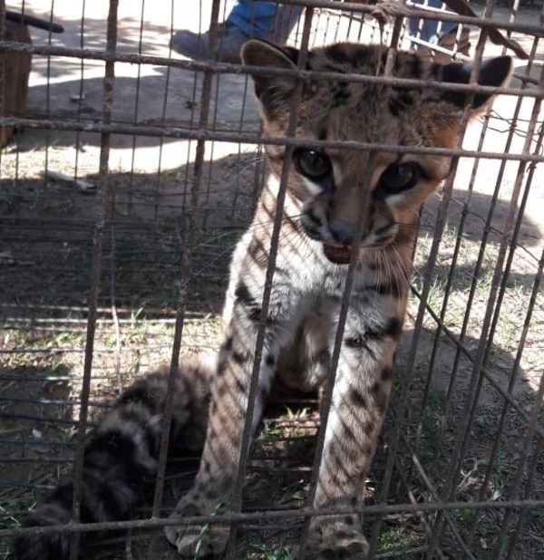 Tirica cae atrapada en una trampa