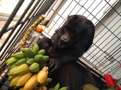 Rescatan a un karaja que era amedrentado por vecinos y perros
