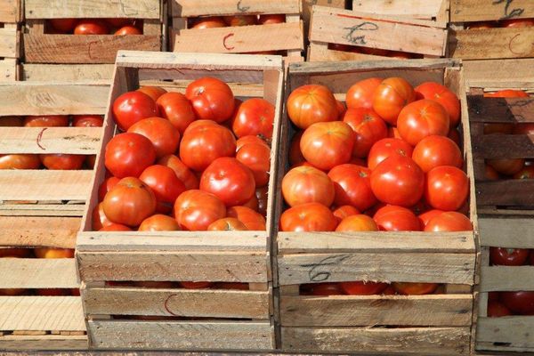 Ante cese de contrabando, tomate local podría costar G. 3500, según MAG