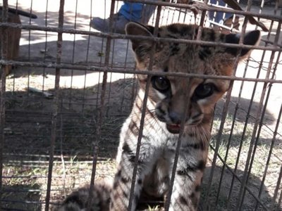 Un Tirica fue rescatado tras caer accidentalmente en una trampa