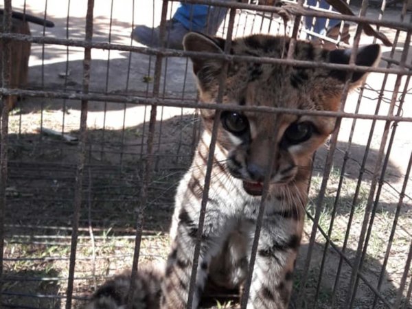 Un Tirica fue rescatado tras caer accidentalmente en una trampa