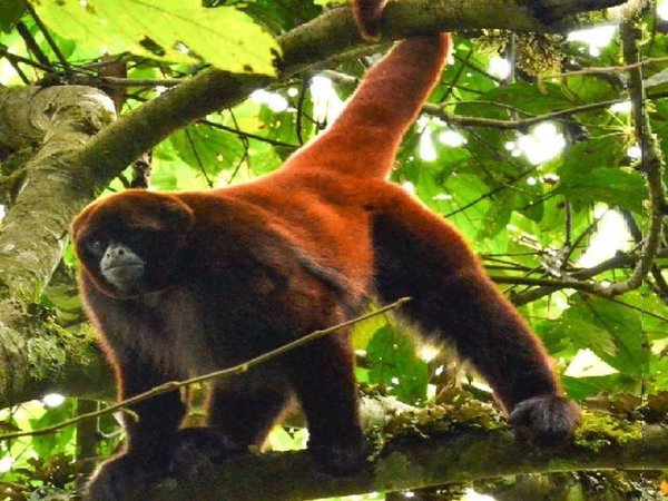Perú ultima un plan para la protección de 15 especies de primates amenazados
