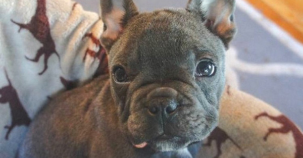 Su perrito lo acompañó al otro mundo