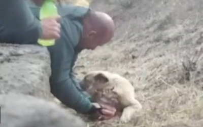 Ma’êna, salvan a un perrito